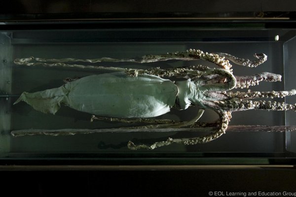 Kraken зеркало стор