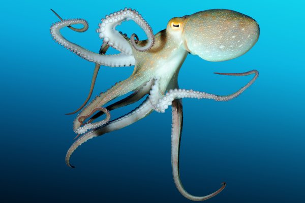 Kraken 17at