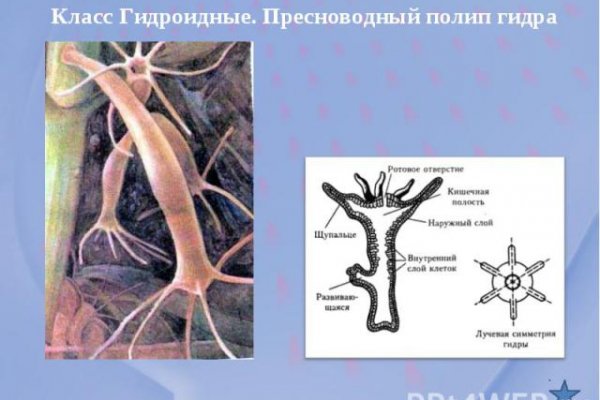 Kraken ссылка kraken torion